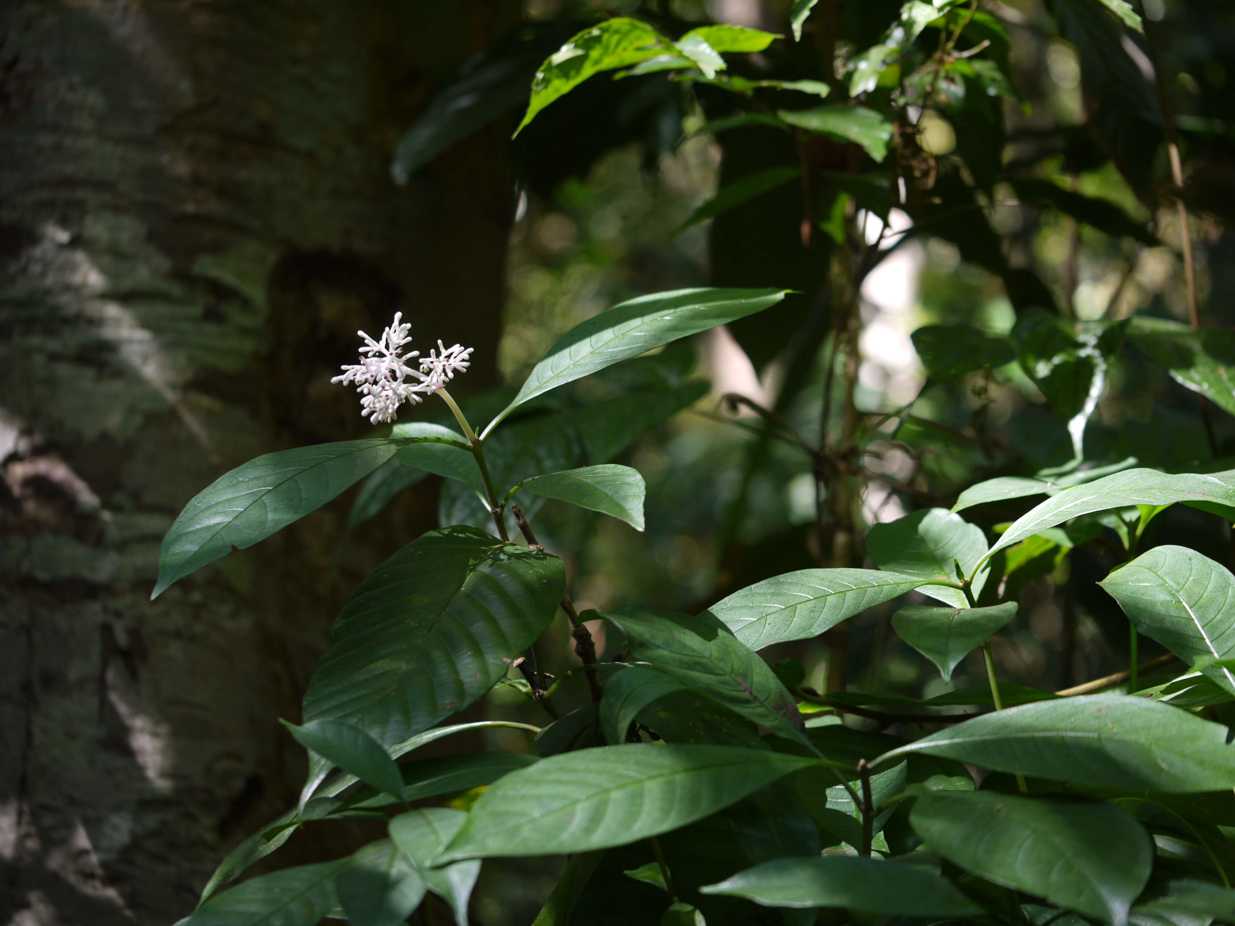 Imagem de Chassalia curviflora (Wall.) Thwaites