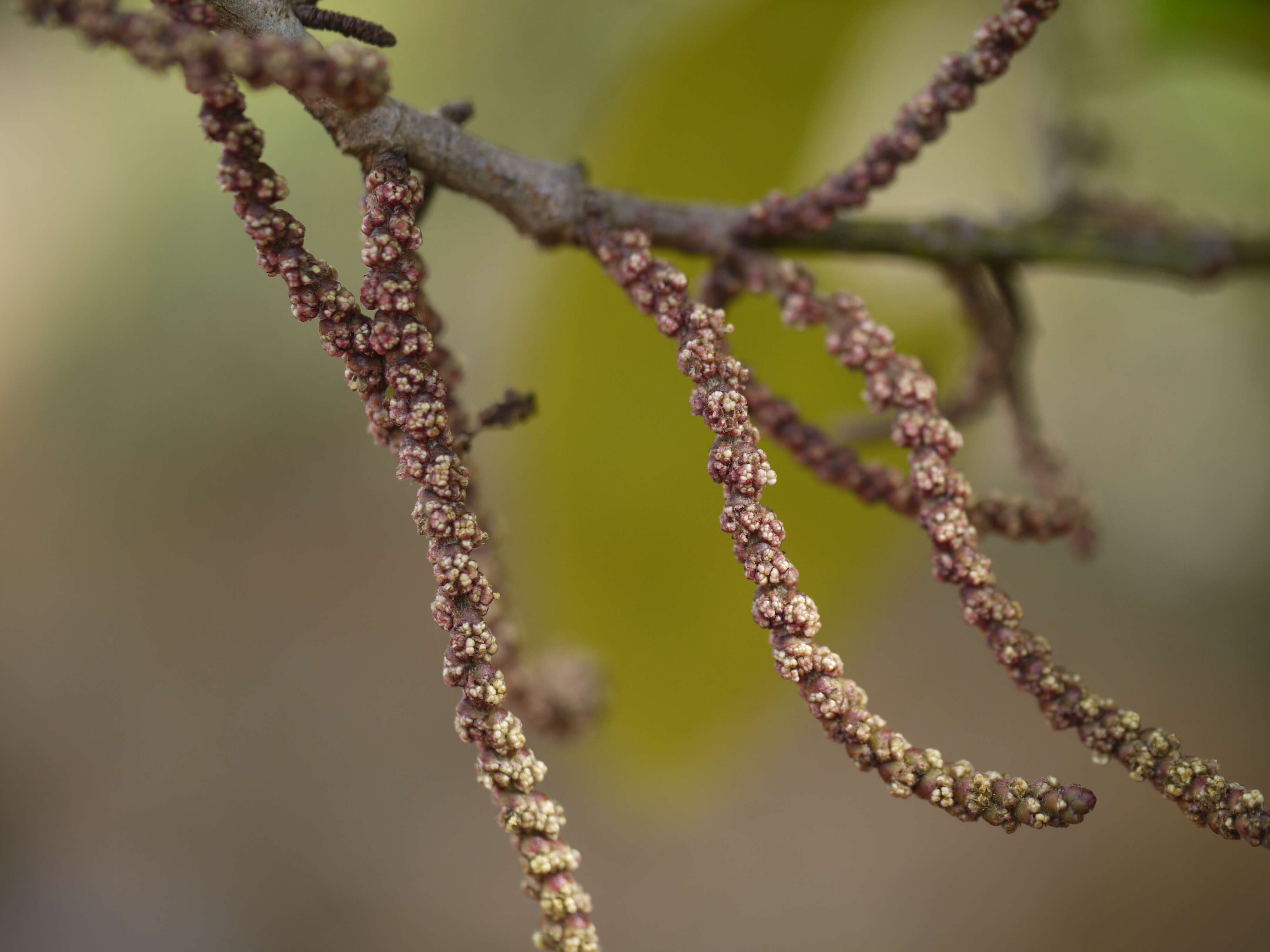 Sivun Aporosa cardiosperma (Gaertn.) Merr. kuva