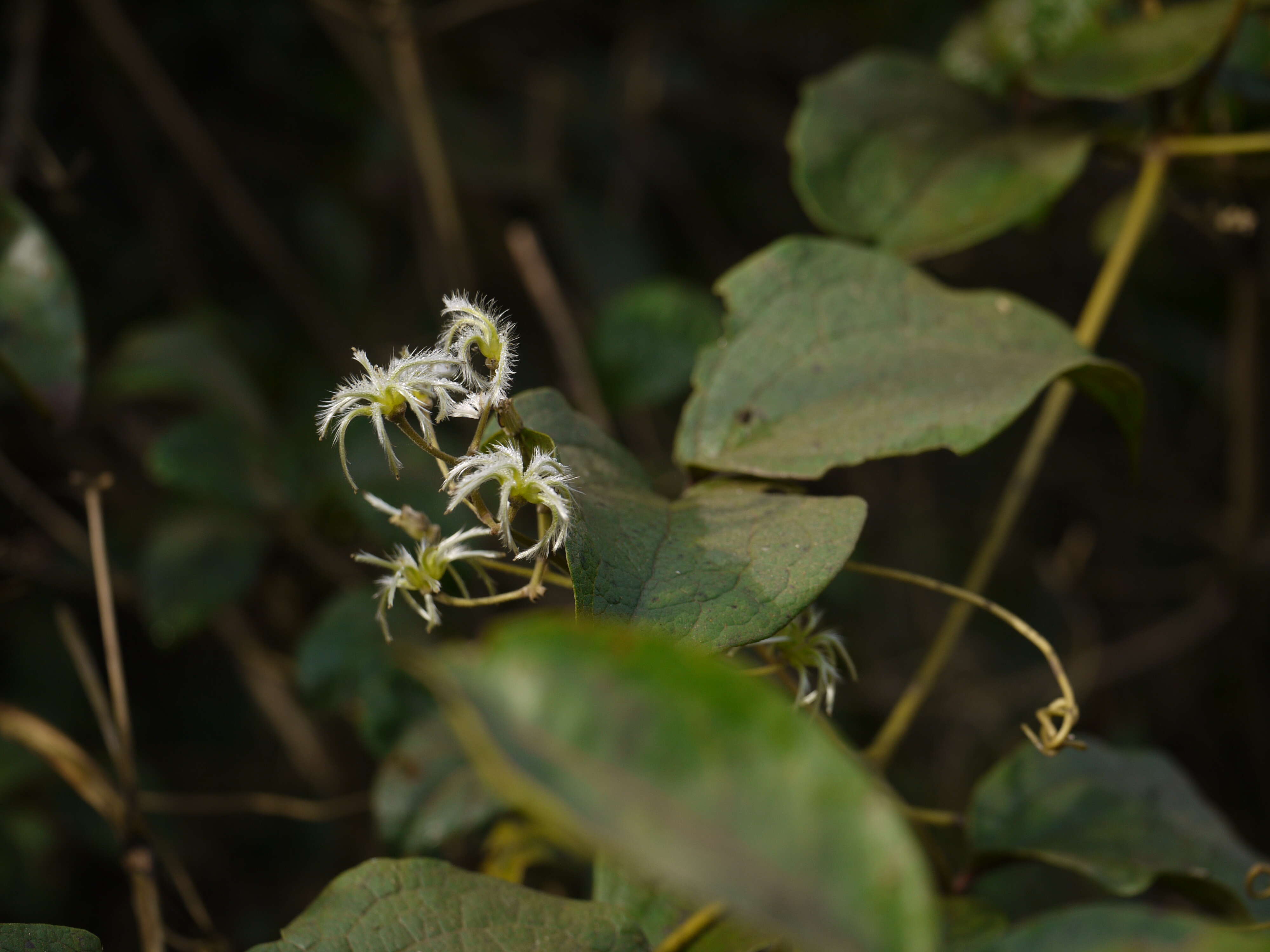 Слика од Clematis zeylanica (L.) Poir.