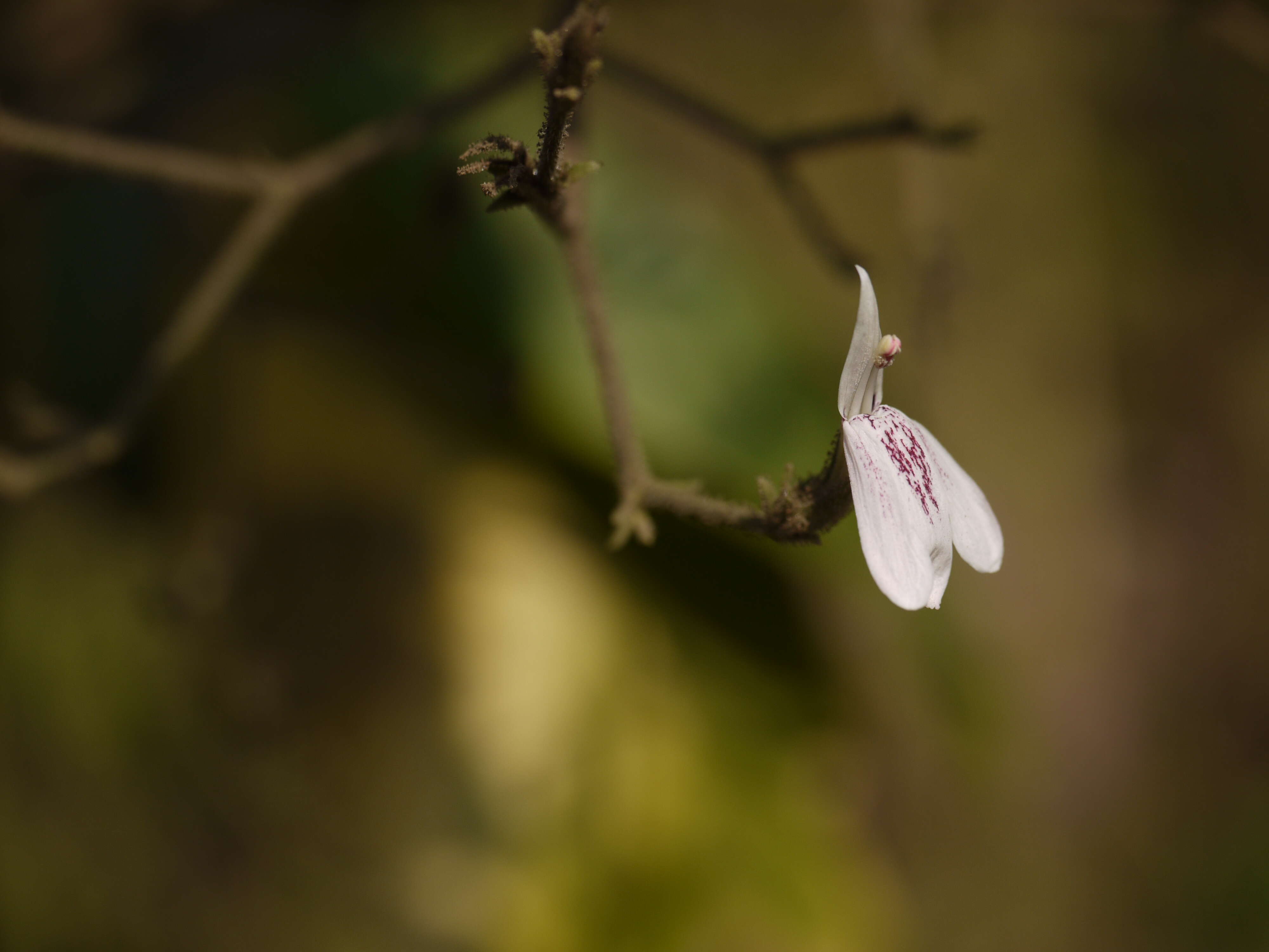 Image of Rhinacanthus nasutus (L.) Kuntze