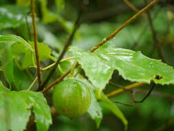 Image of Trichosanthes tricuspidata Lour.