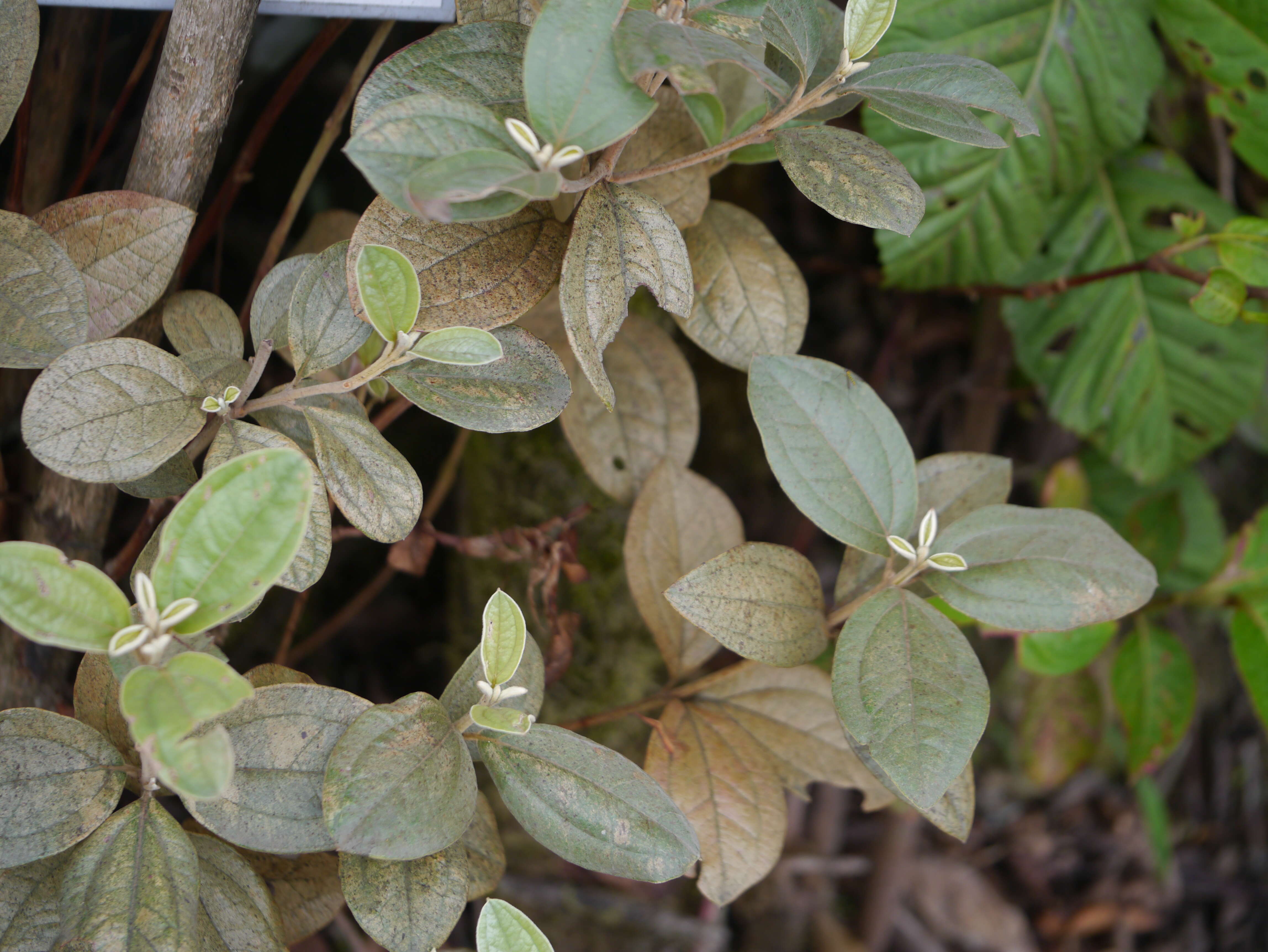 Sivun Rhodomyrtus tomentosa (Aiton) Hassk. kuva