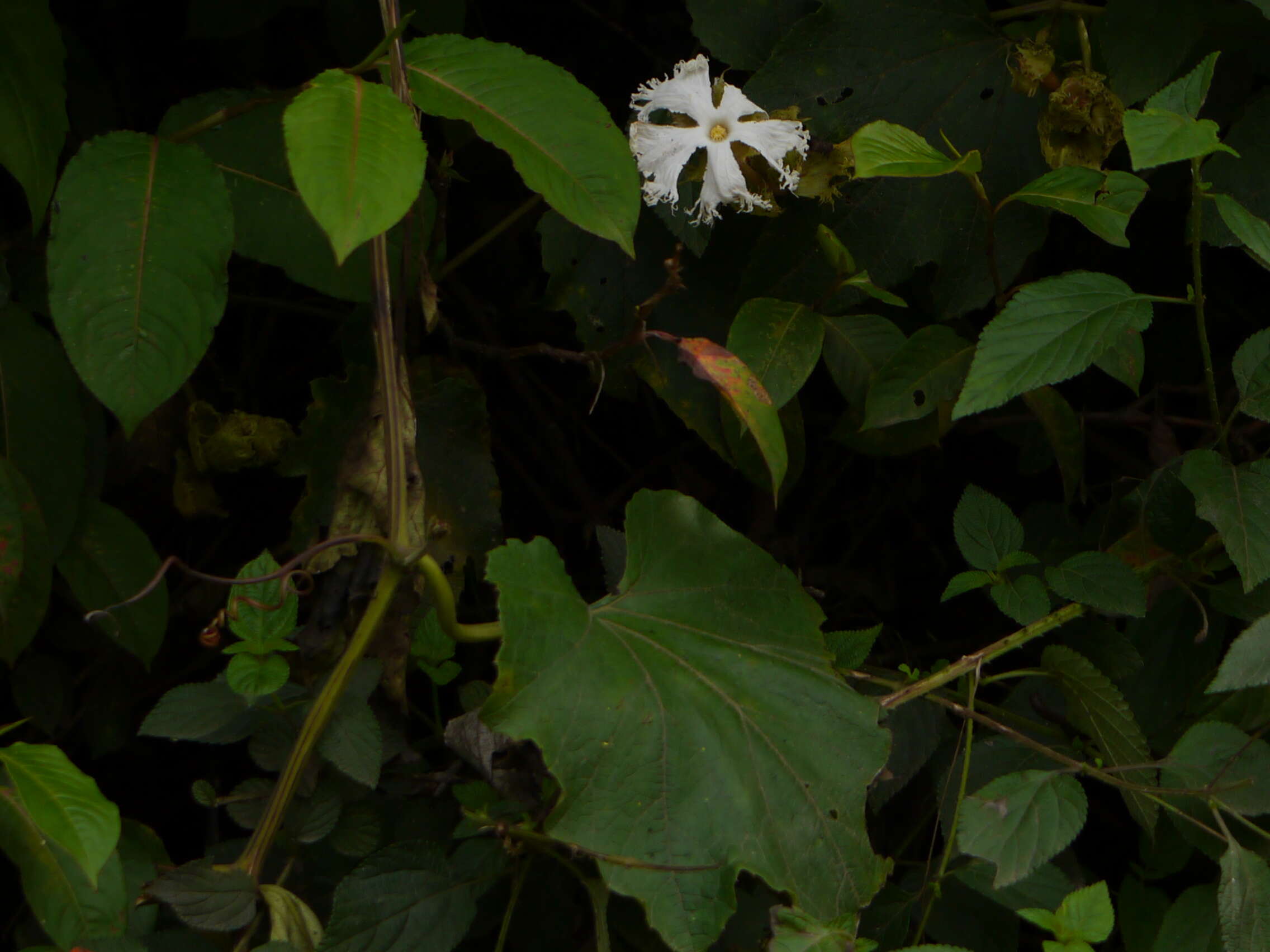 Image of Trichosanthes tricuspidata Lour.