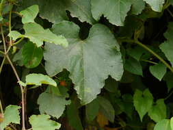 Image of Trichosanthes tricuspidata Lour.