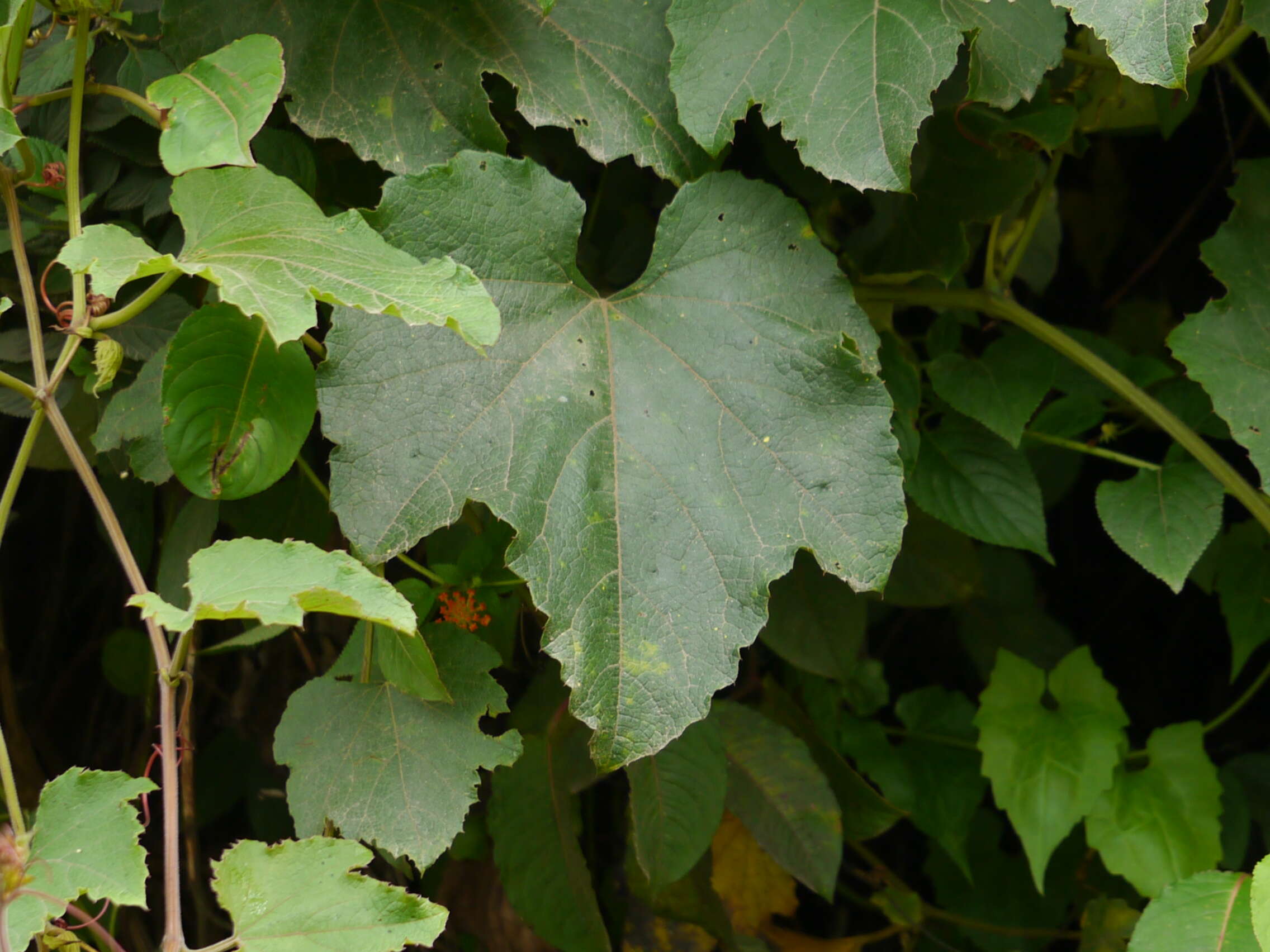 Image of Trichosanthes tricuspidata Lour.