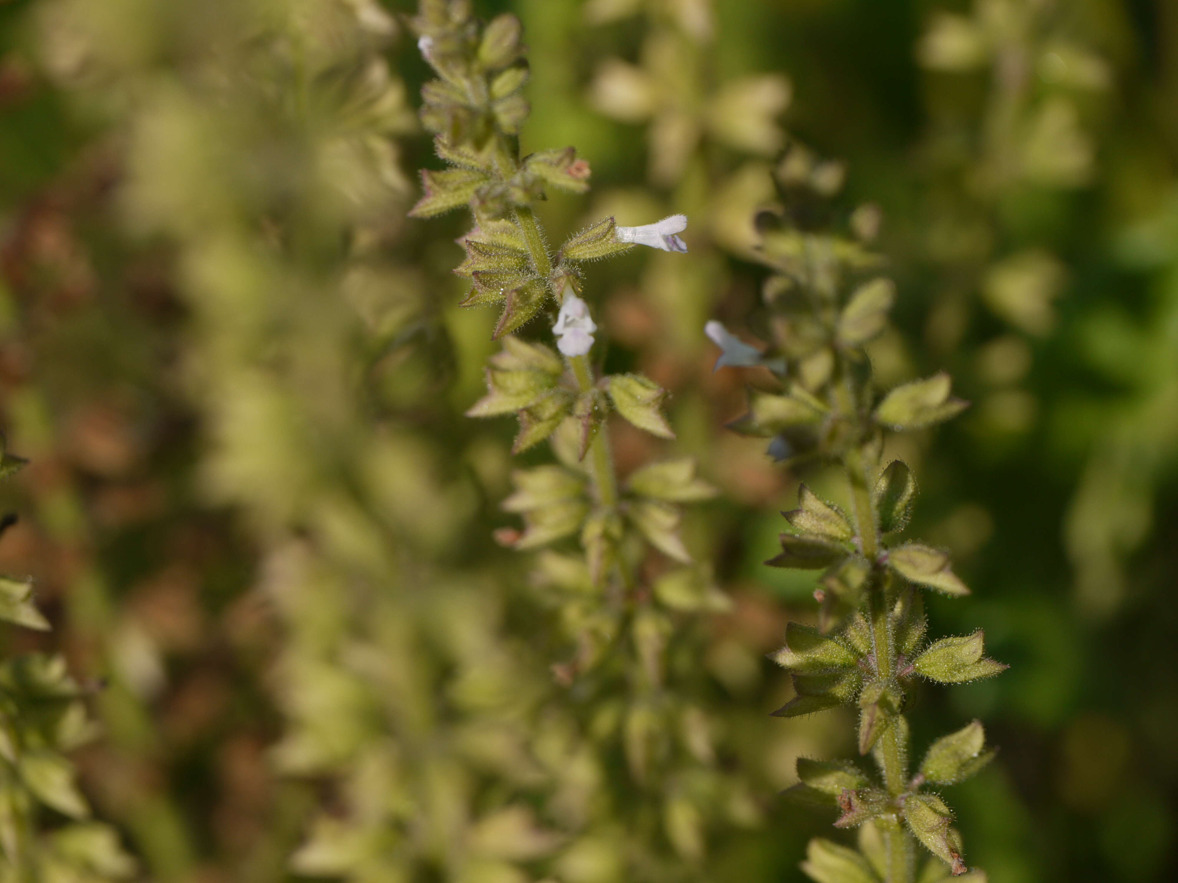 Image de Salvia plebeia R. Br.