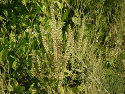 Image of Salvia plebeia R. Br.
