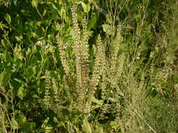 Image de Salvia plebeia R. Br.