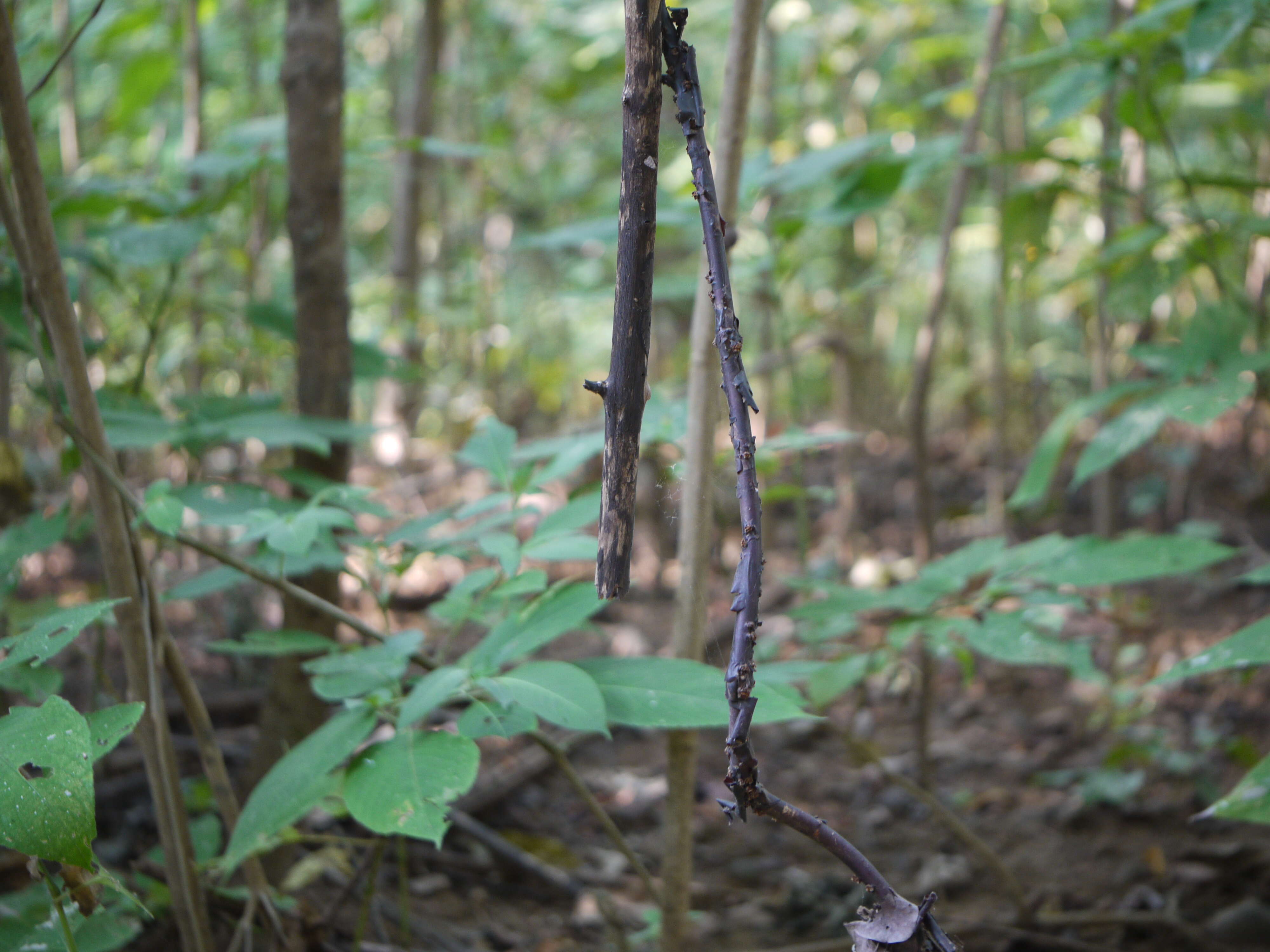 Image of Cryptolepis buchananii Schultes ex Roemer & Schultes