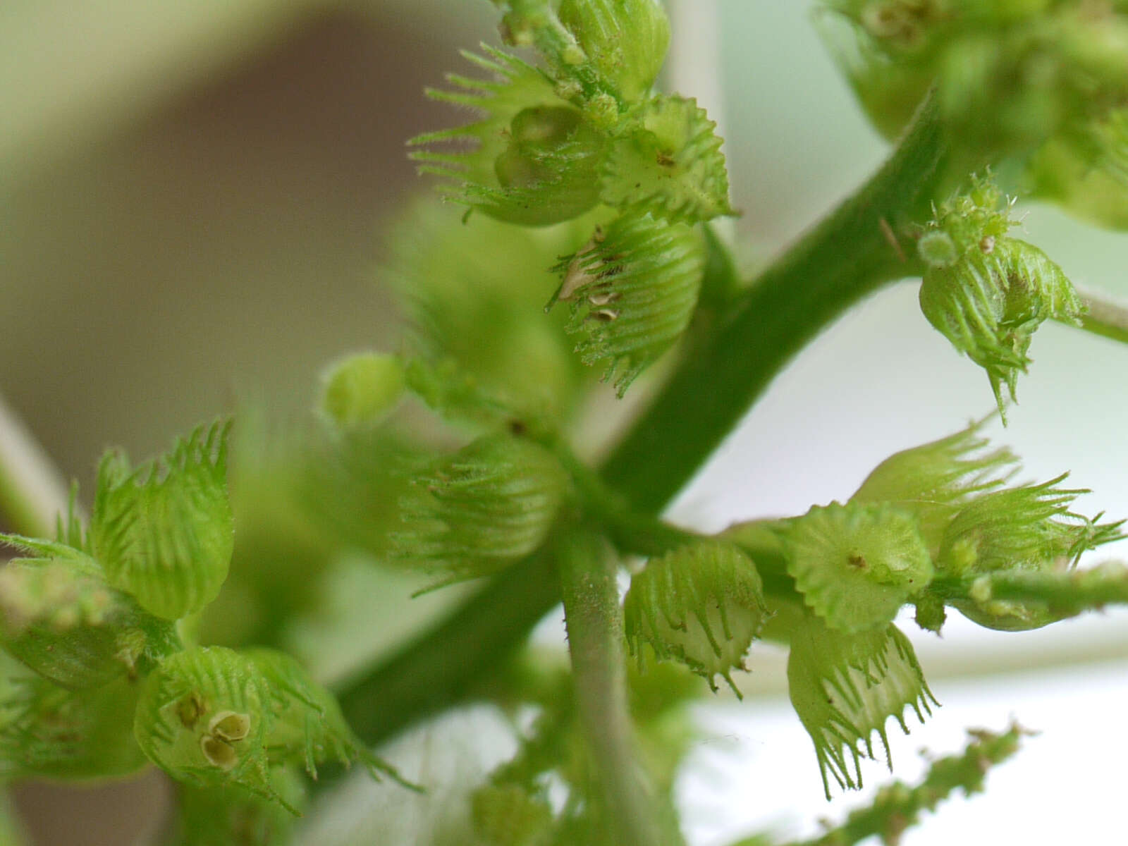 Image of Acalypha ciliata Forssk.