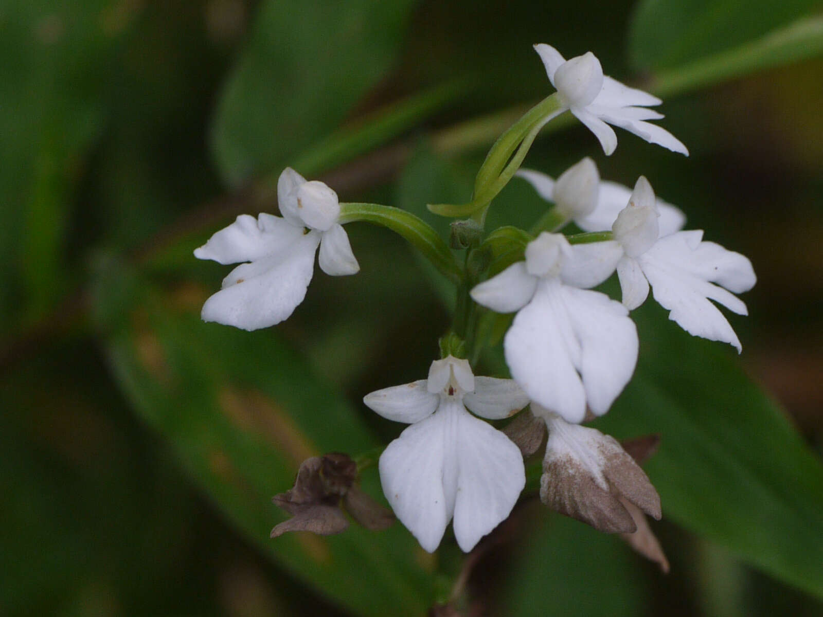 Image of Habenaria plantaginea Lindl.