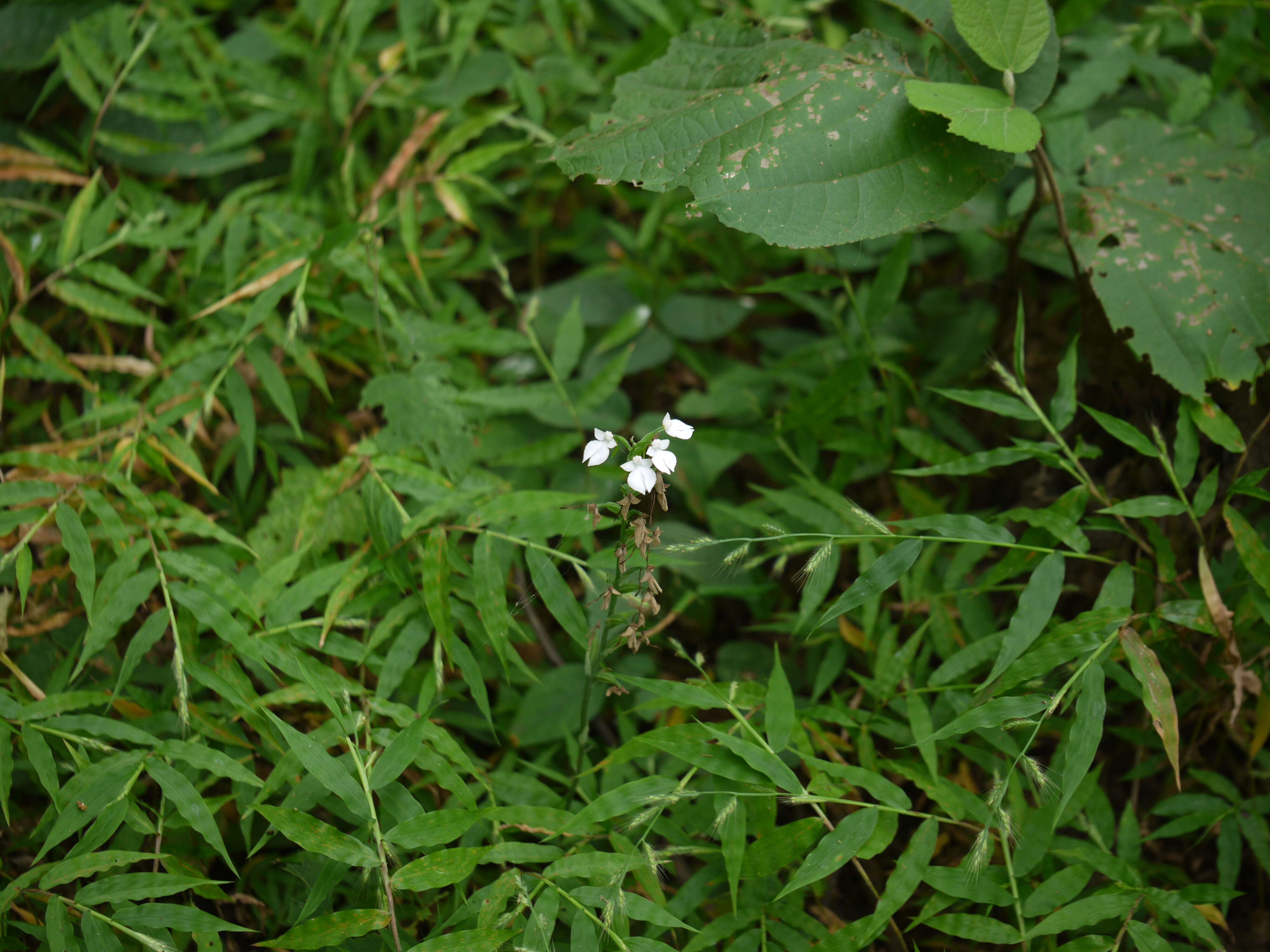 Image of Habenaria plantaginea Lindl.