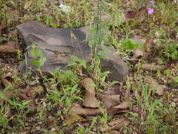 Image of ironweed