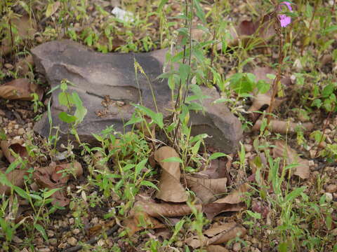 Image of ironweed