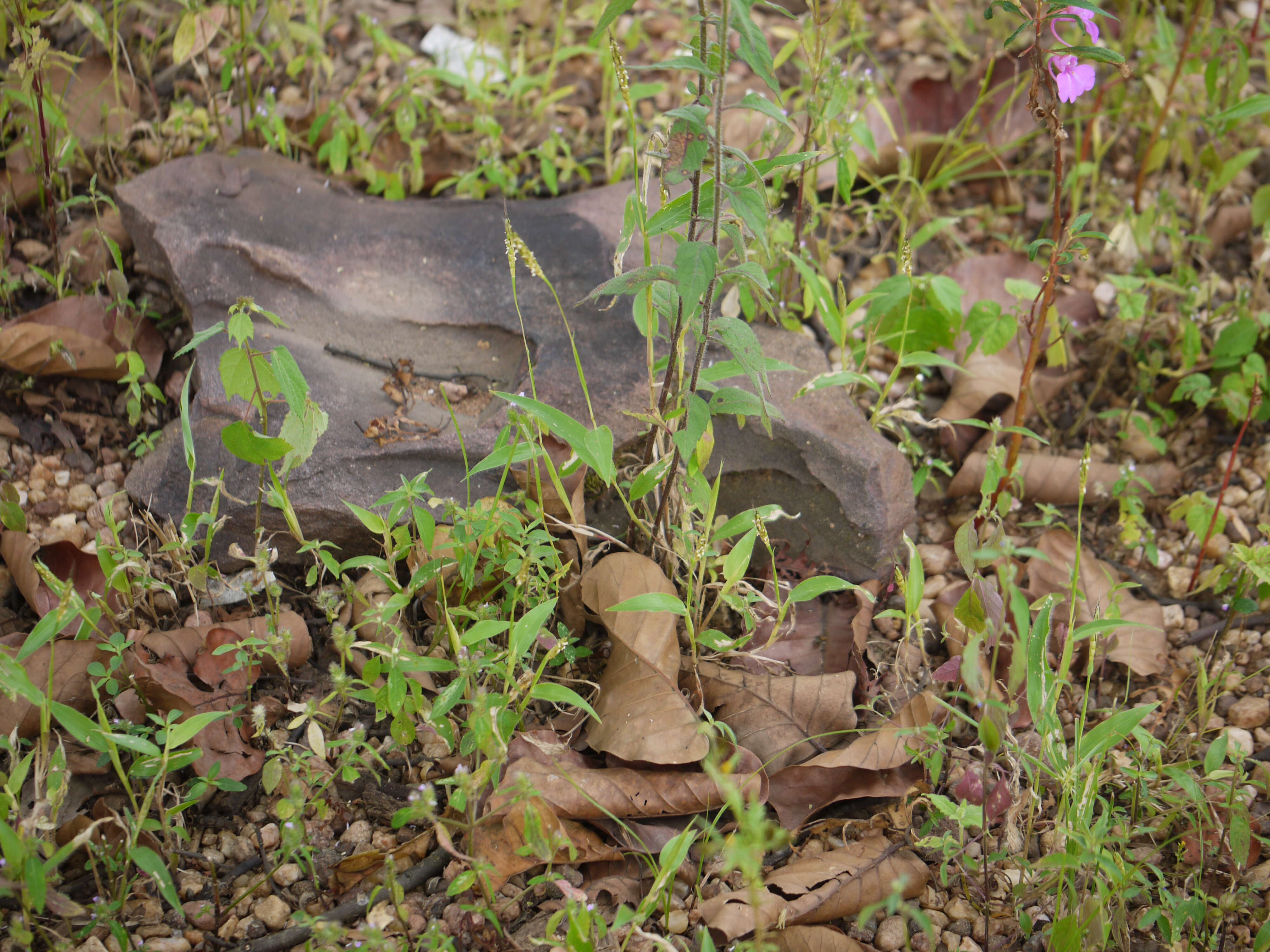 Image of ironweed