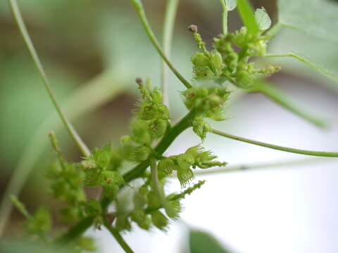 Image of Acalypha ciliata Forssk.