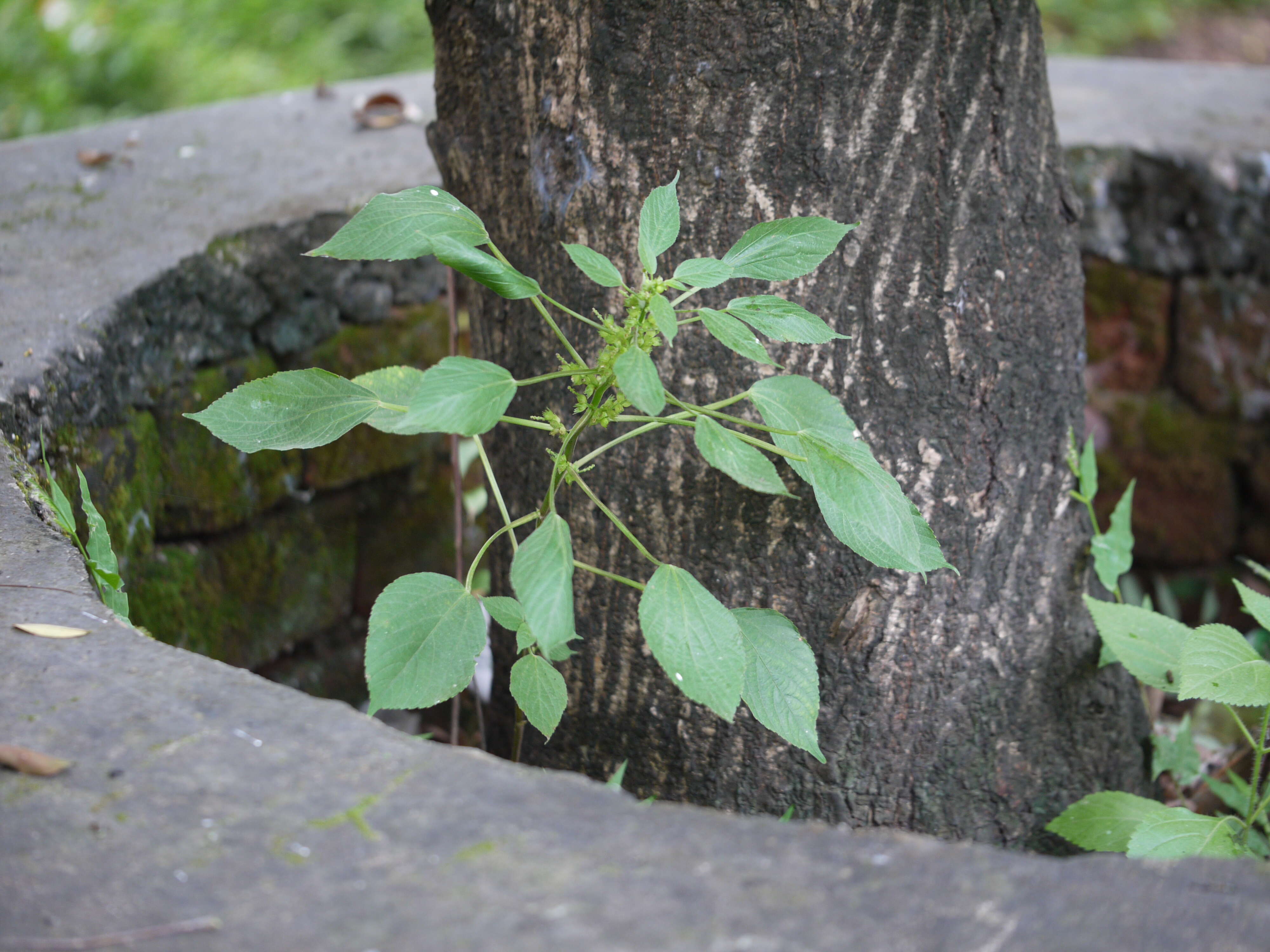 Image of Acalypha ciliata Forssk.