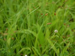 Image of yelloweyed grass