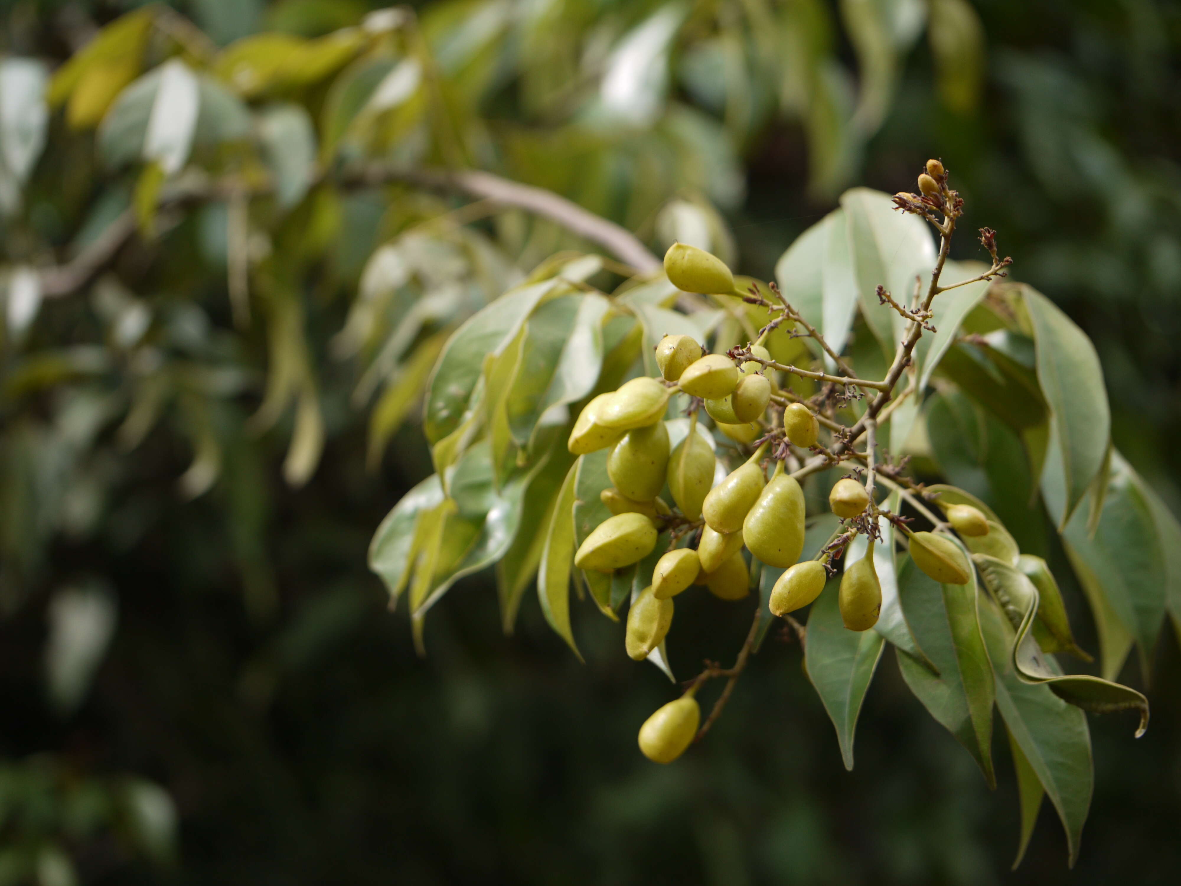 Image of Connarus monocarpus (L.) Wight & Arn.