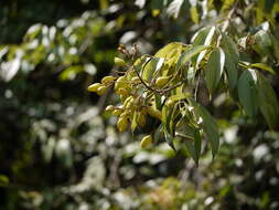 Image of Connarus monocarpus (L.) Wight & Arn.