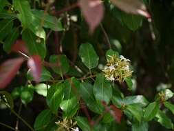 Image of Aganosma cymosa (Roxb.) G. Don