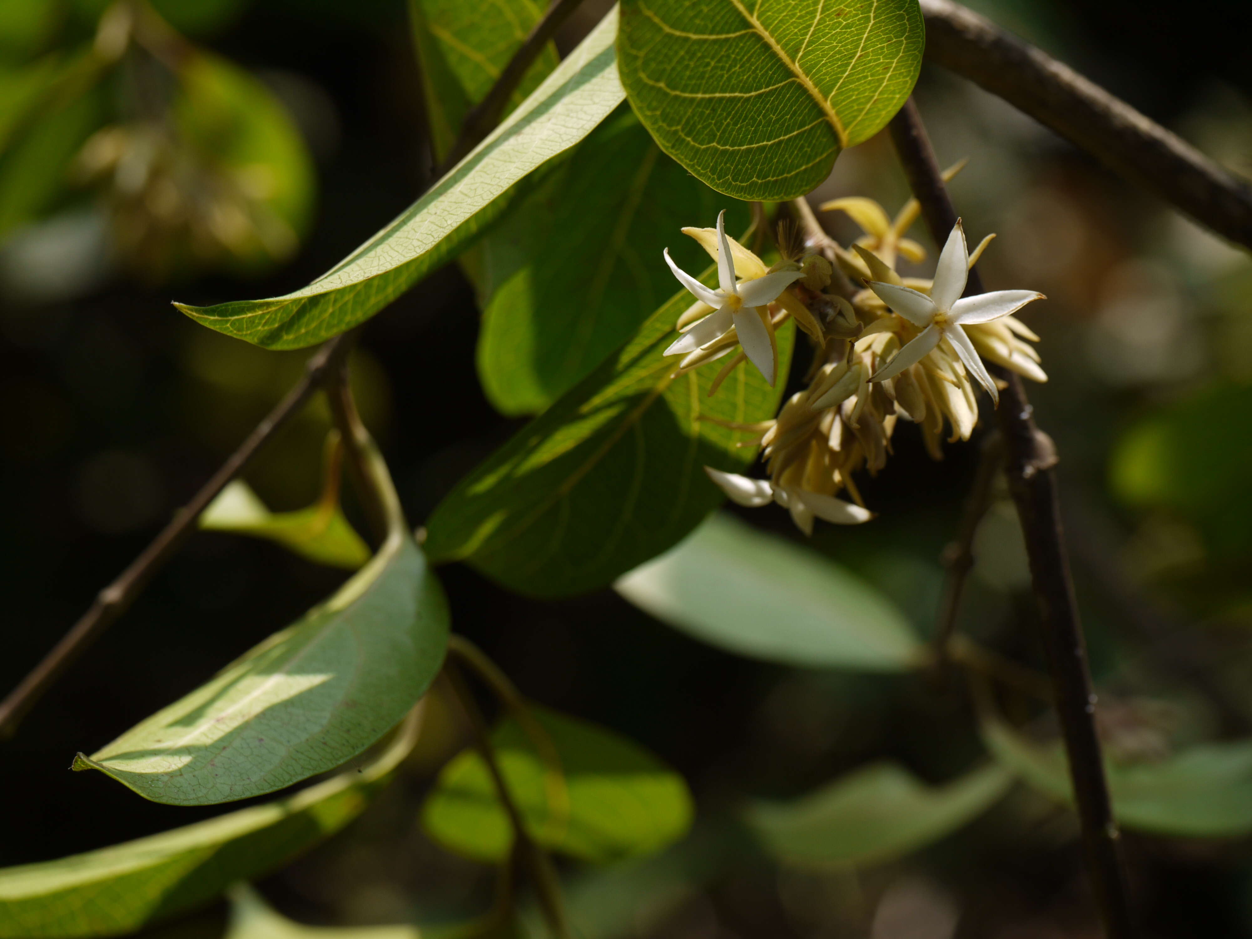 Image of Aganosma cymosa (Roxb.) G. Don