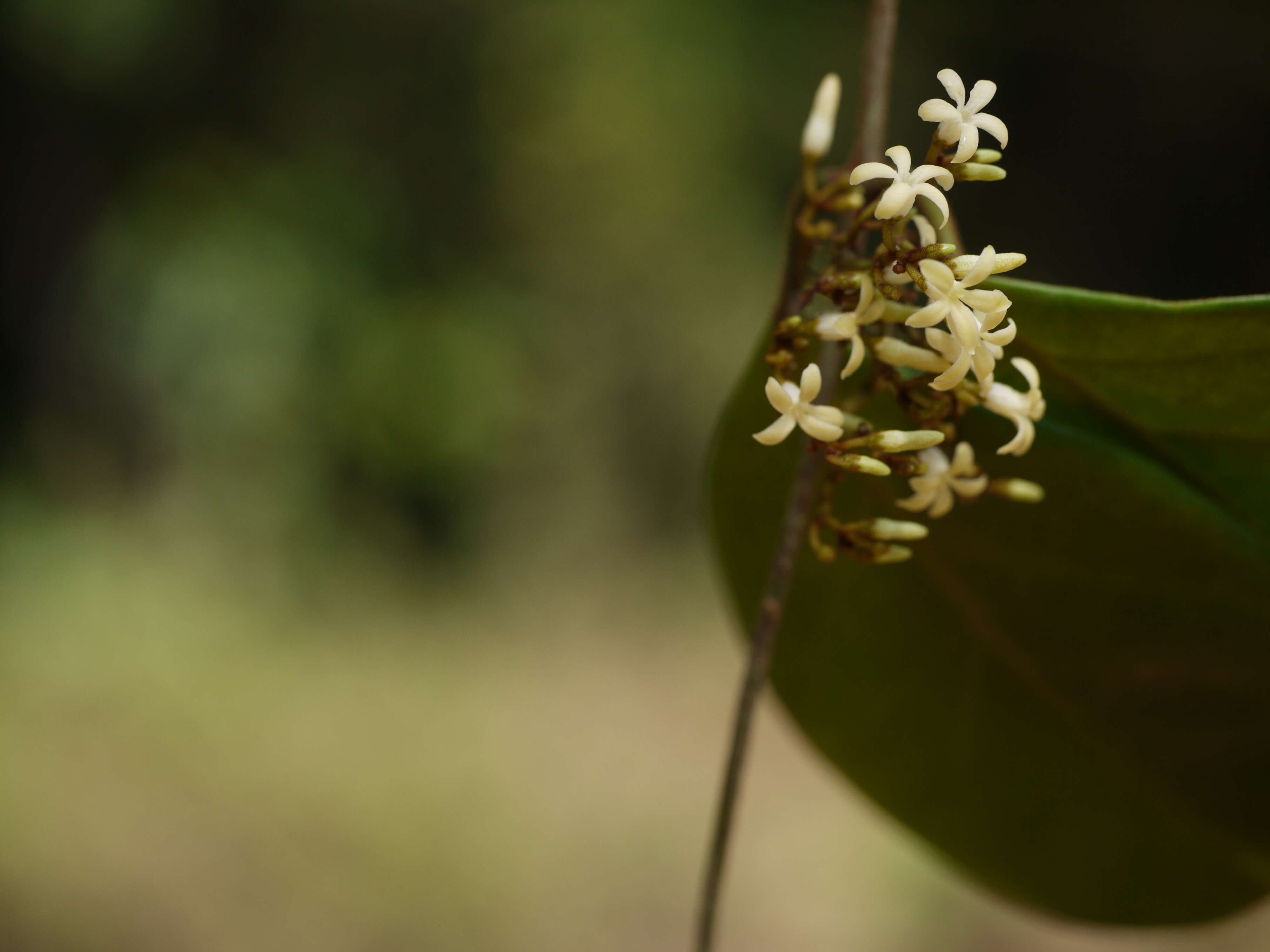 Image of Toxocarpus