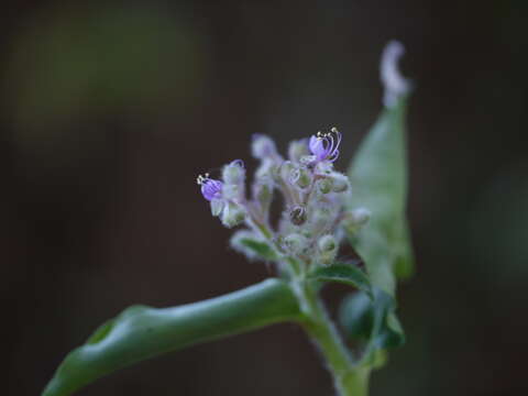 Image of Climbing Flower Cup