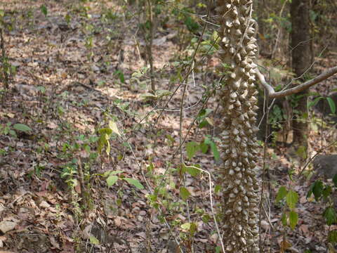 Image of Zanthoxylum rhetsa (Roxb.) DC.