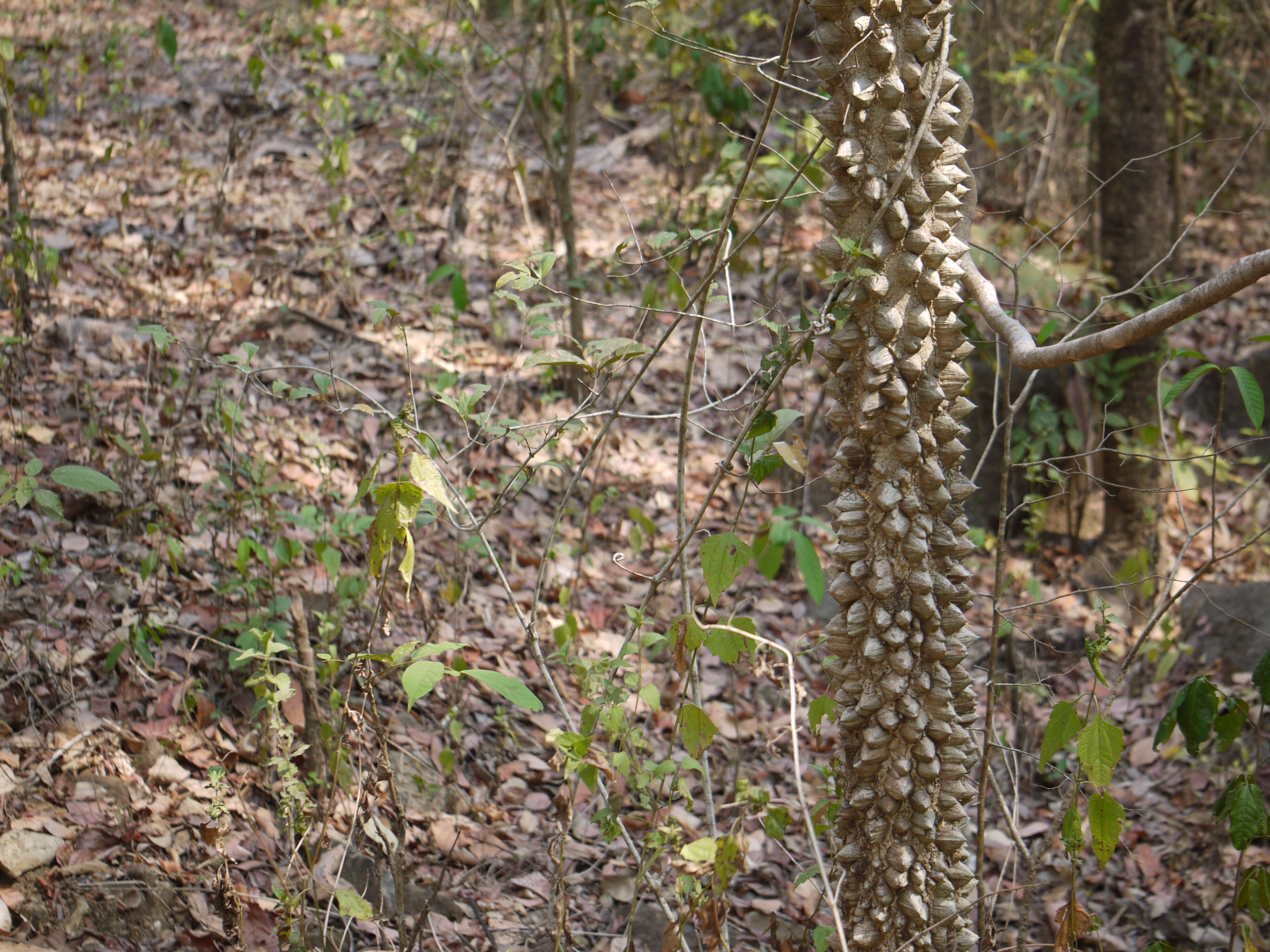 Image of Zanthoxylum rhetsa (Roxb.) DC.