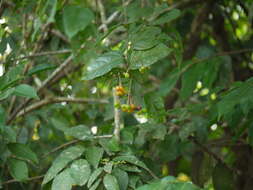 Image of Grewia umbellifera Bedd.