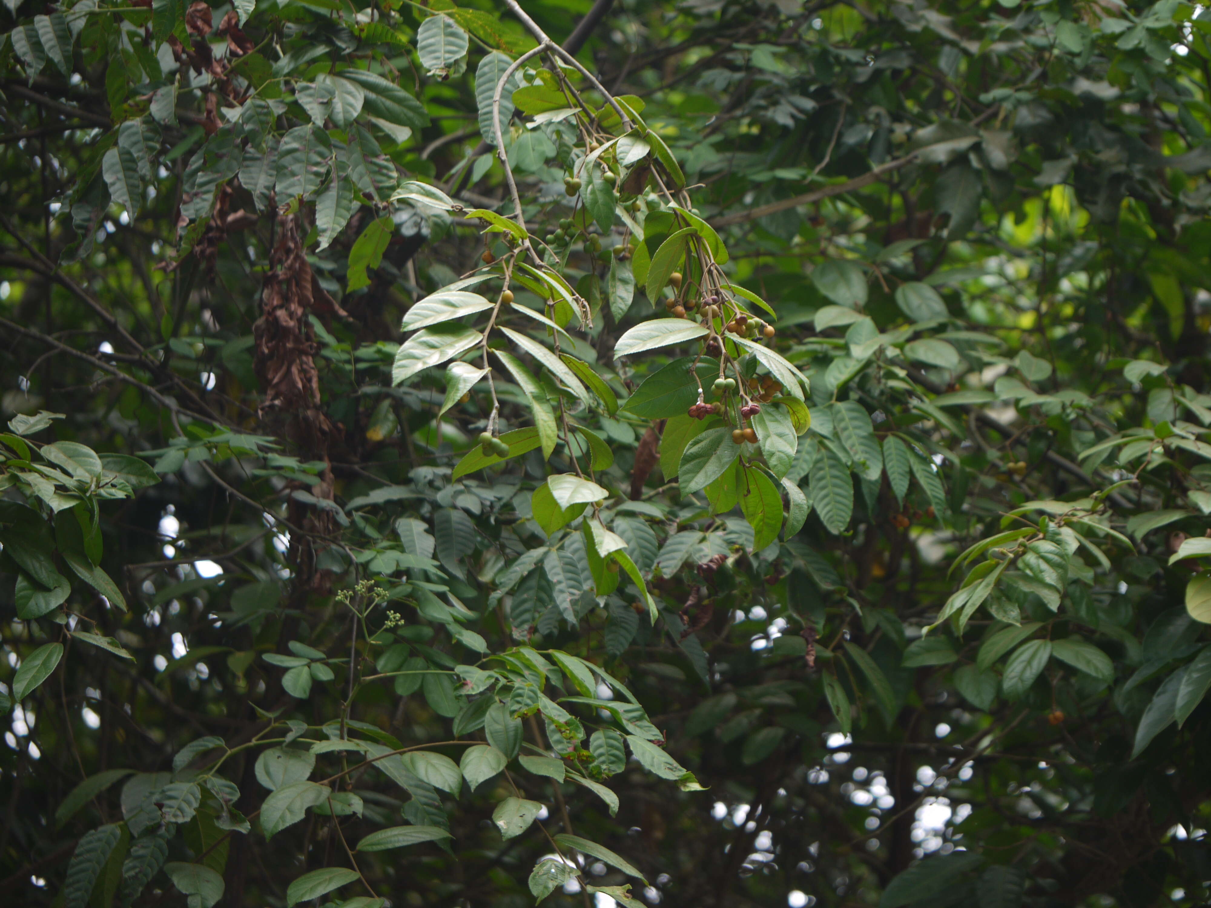 Image of Grewia umbellifera Bedd.