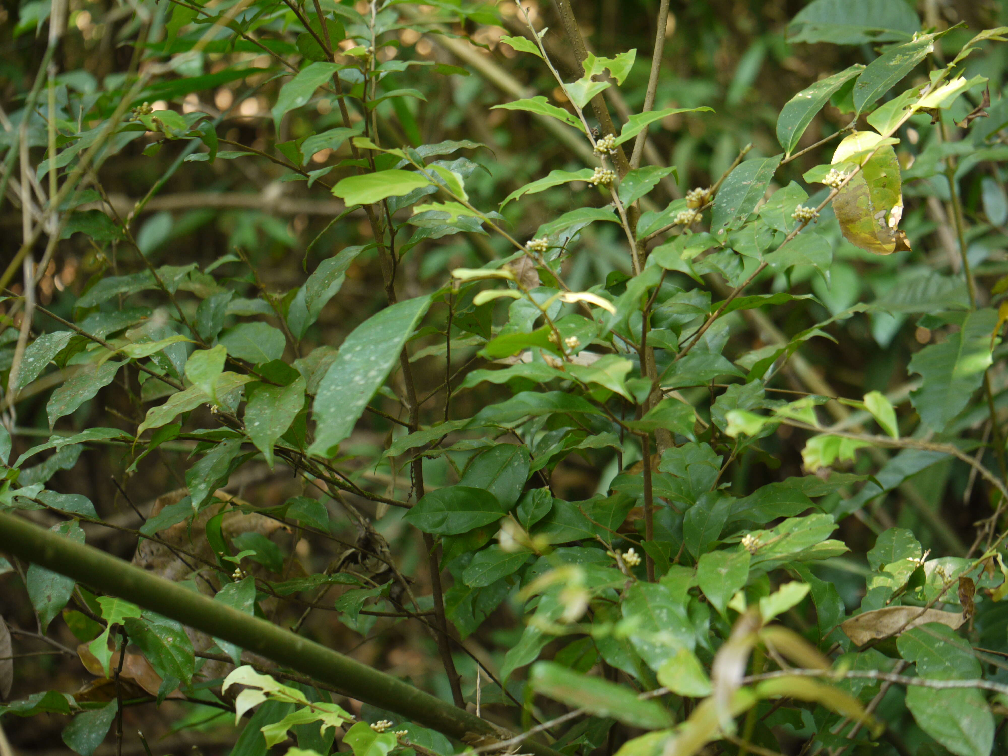 Imagem de Dichapetalum gelonioides (Roxb.) Engl.