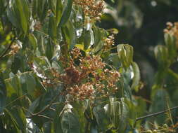 Image of Connarus monocarpus (L.) Wight & Arn.