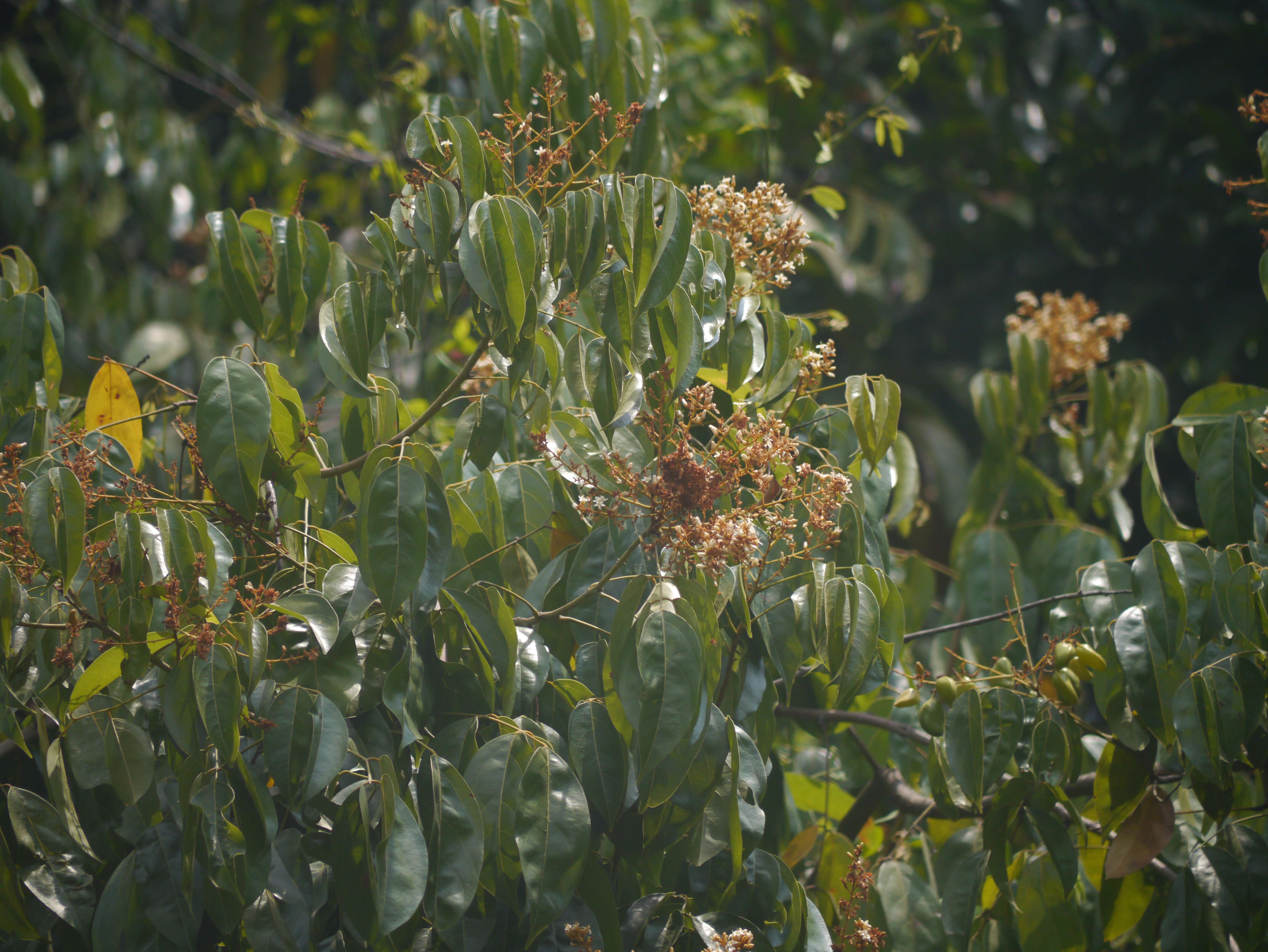 Image of Connarus monocarpus (L.) Wight & Arn.