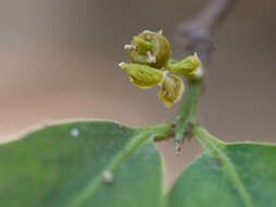 Image of Salacia chinensis L.