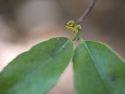 Image of Salacia chinensis L.