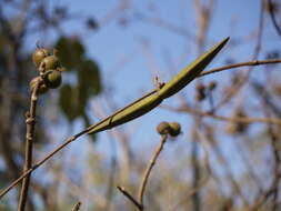 Image of Cryptolepis buchananii Schultes ex Roemer & Schultes