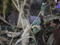 Image of showy pigeonpea