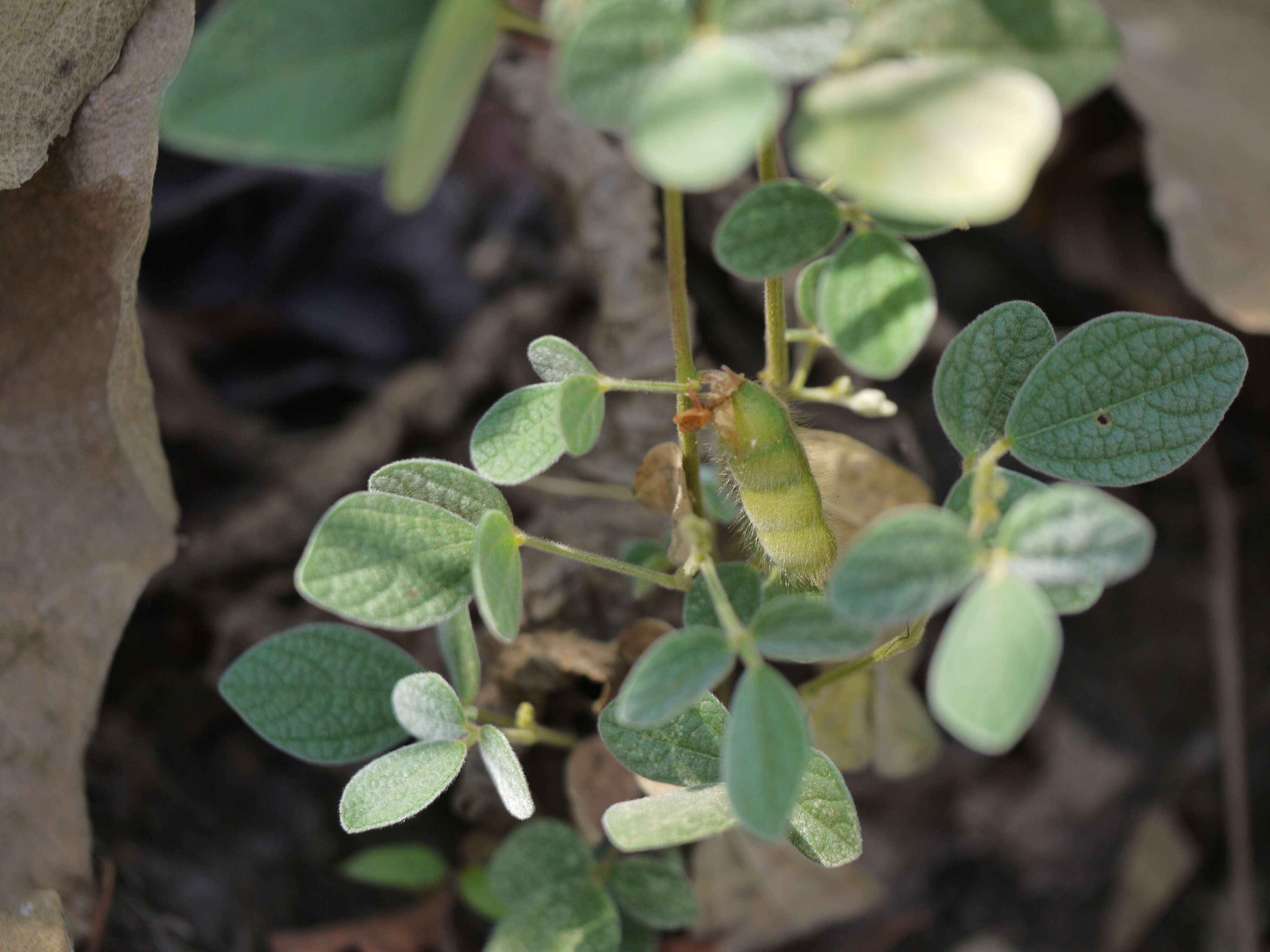 Image of showy pigeonpea