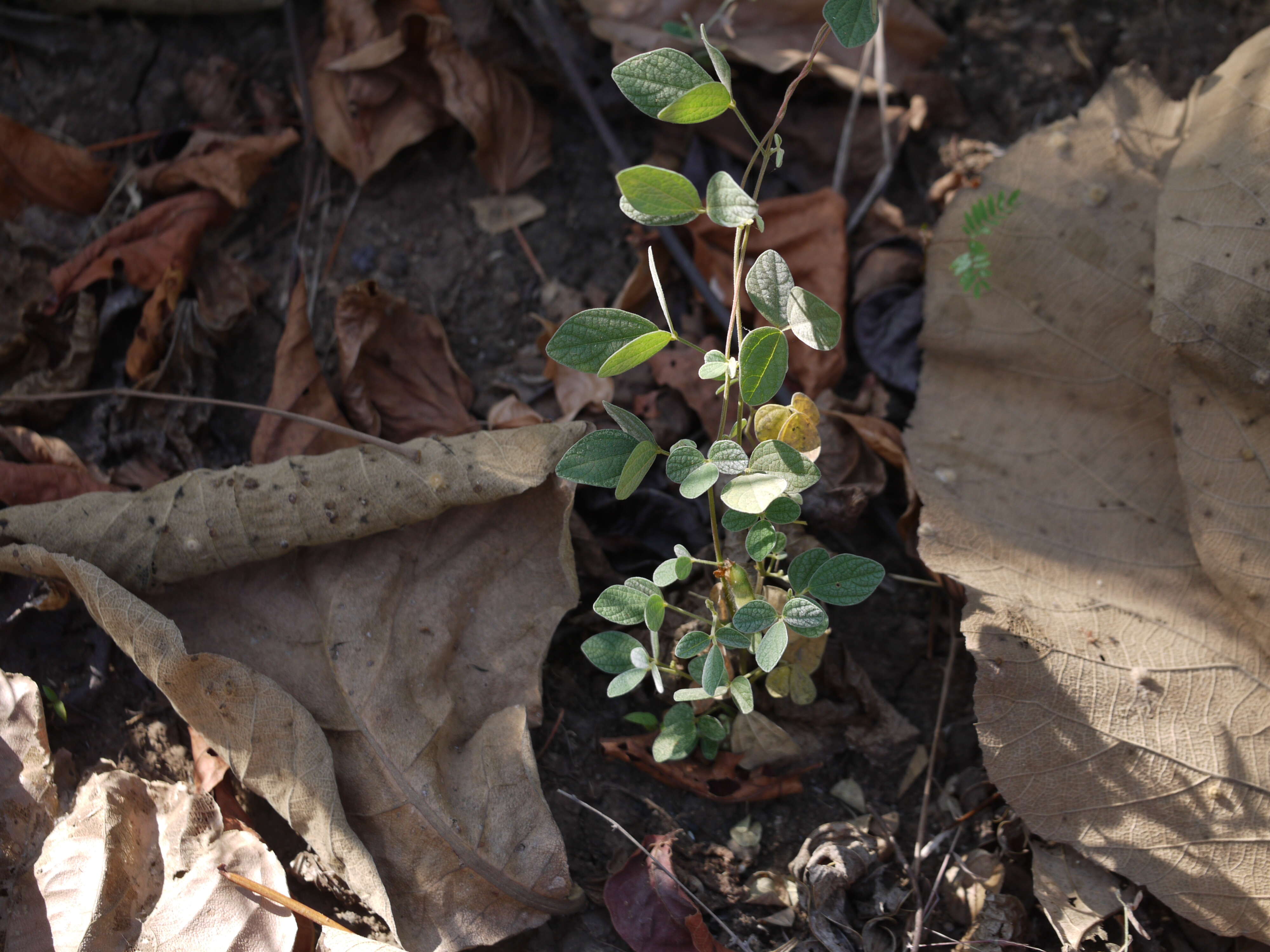 Image of showy pigeonpea