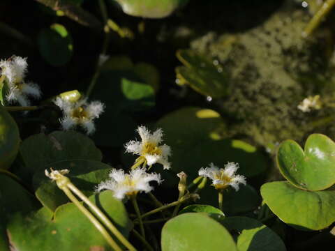 Image of Water-snowflake