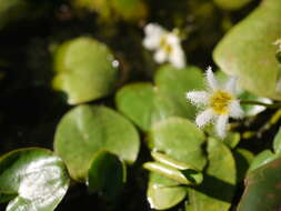 Image of Water-snowflake