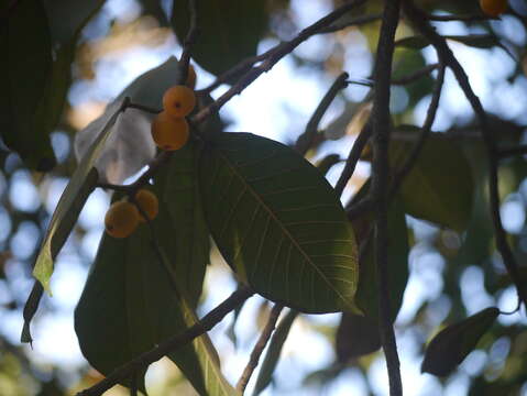 Image of brown-woolly fig