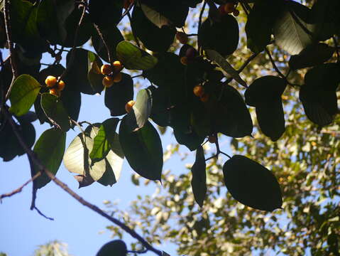 Image of brown-woolly fig