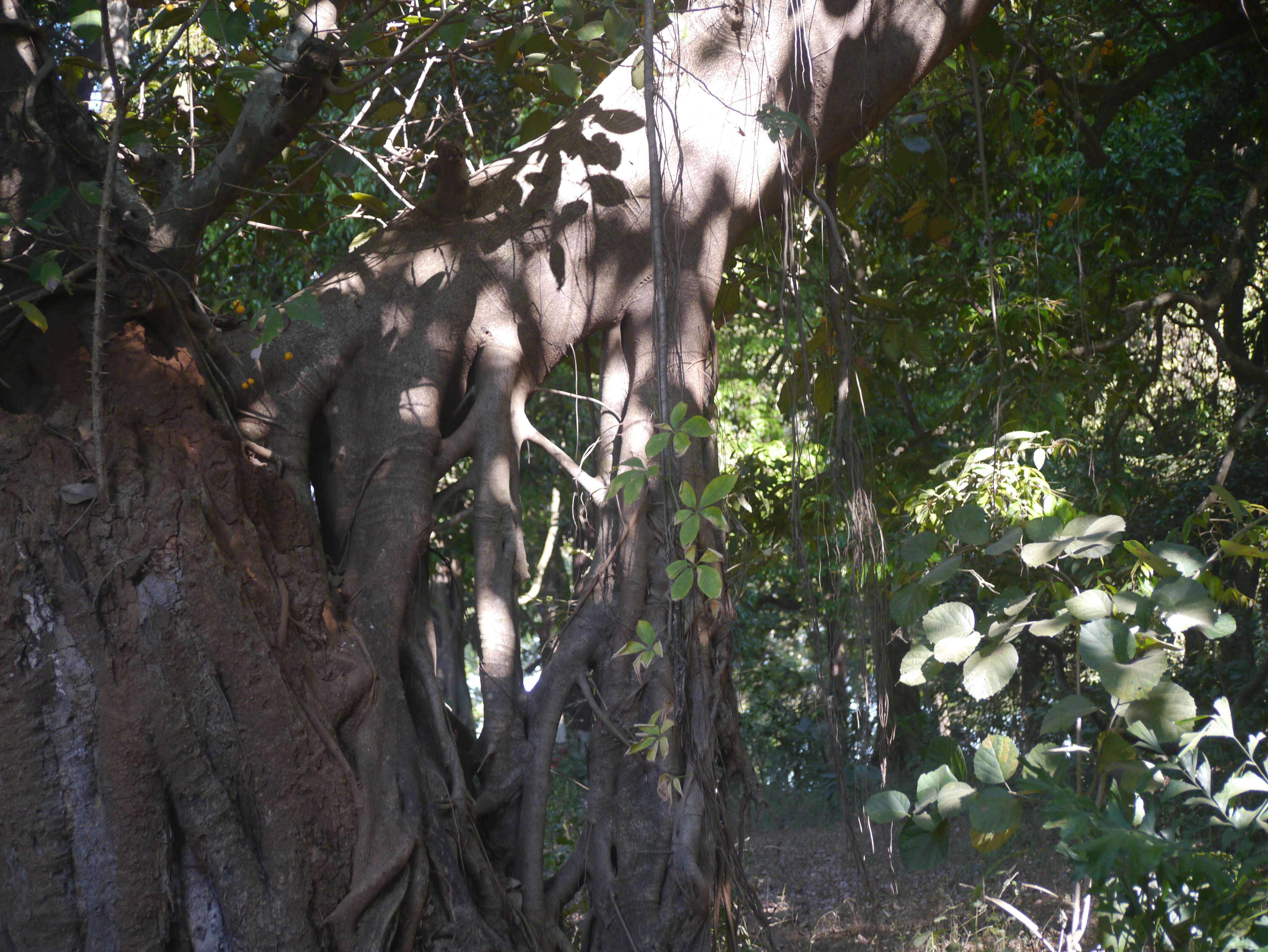 Image of brown-woolly fig