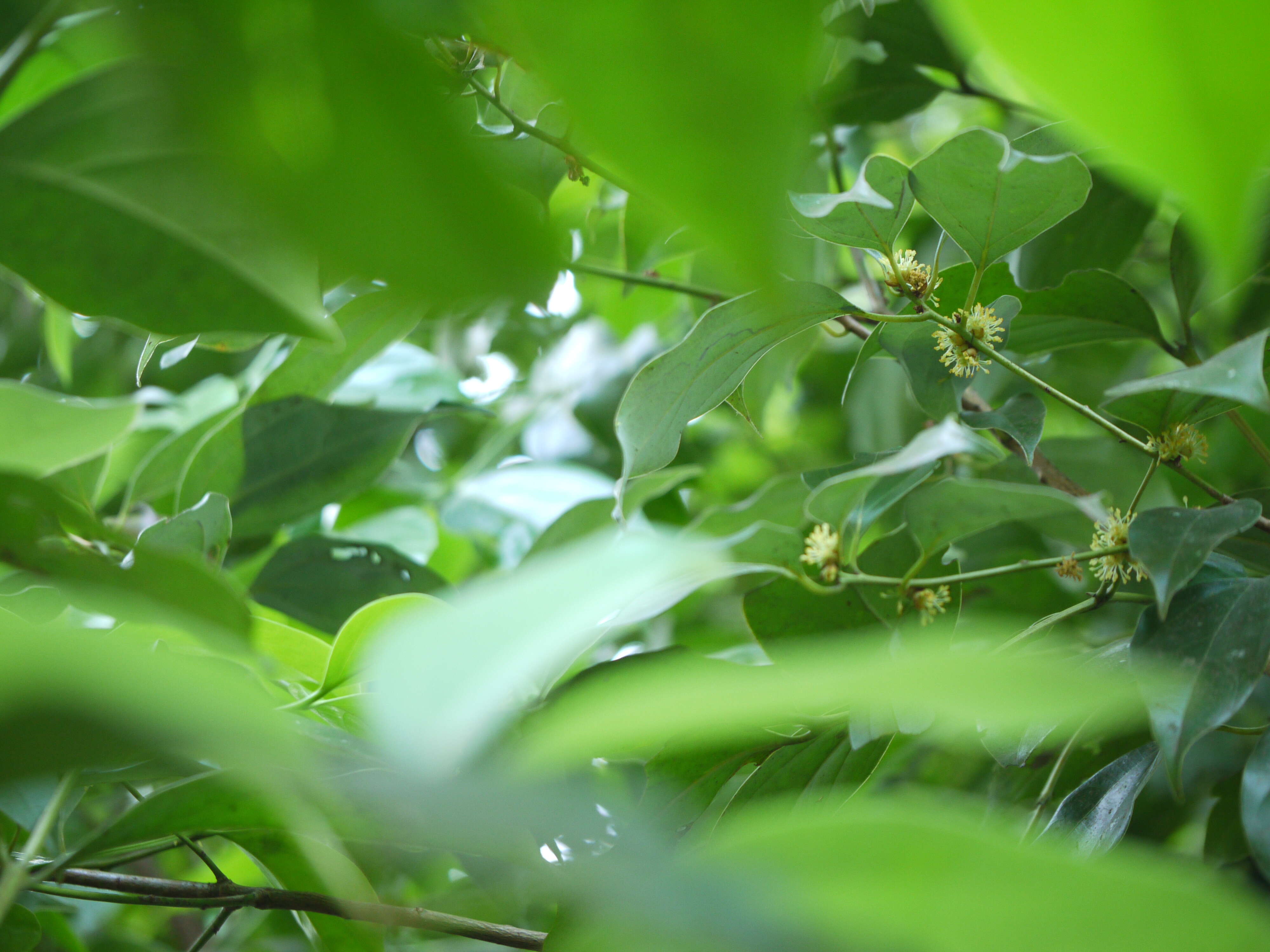 Imagem de Neolitsea cassia (L.) Kosterm.