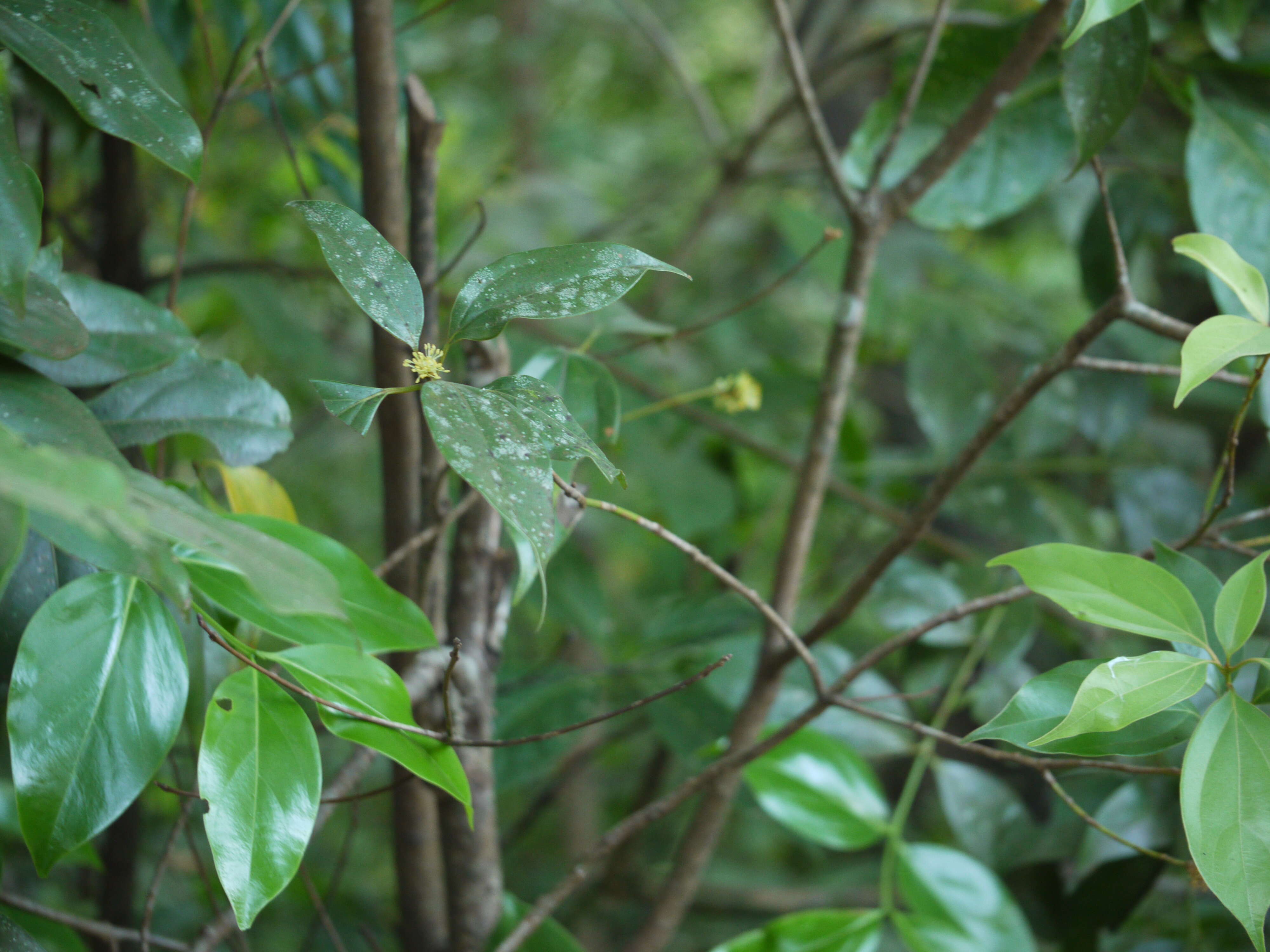 Imagem de Neolitsea cassia (L.) Kosterm.