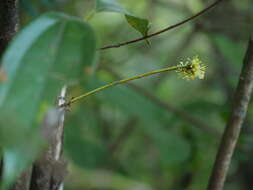 Imagem de Neolitsea cassia (L.) Kosterm.