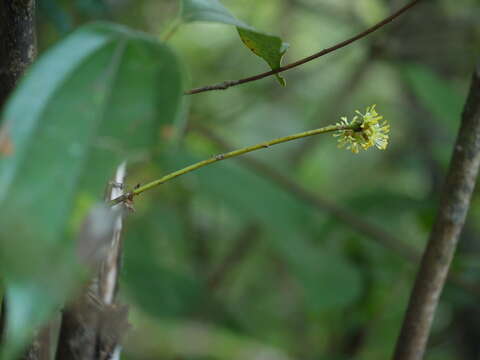 Image of Laurel